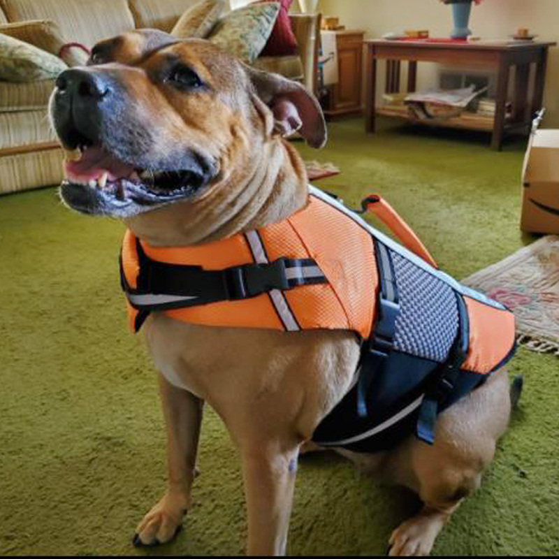 High Visibility Dog Life Jacket | Reflective Flotation Vest for All Sizes
