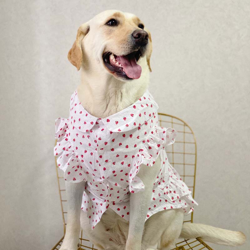 Dog clothes large dog thin Internet sensation dog skirt anti-lint cute clothes labrador golden retriever clothes