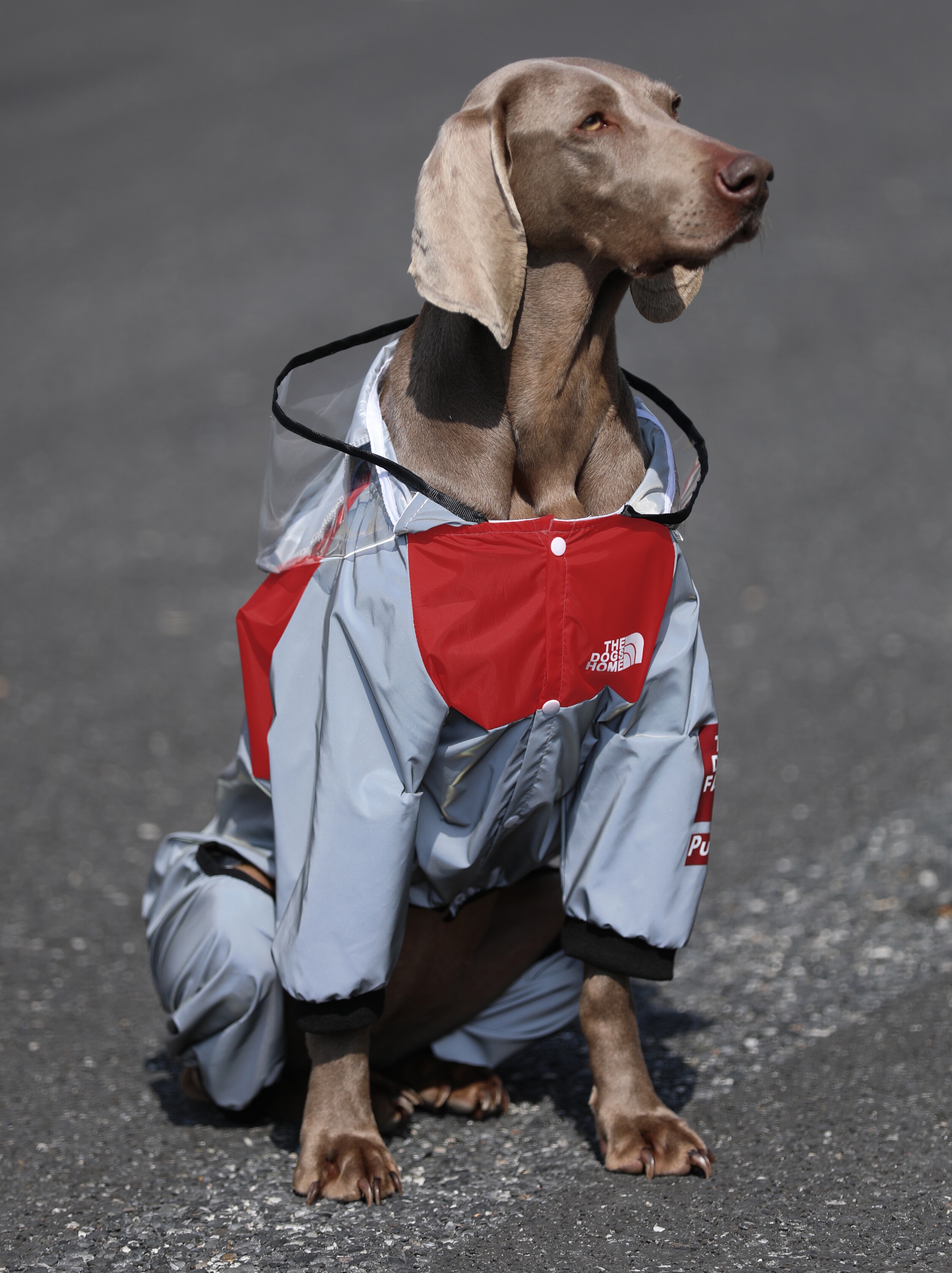Lovinpet Large Dog Raincoat - Waterproof Four-Legged Fashion Poncho for Labradors, Golden Retrievers & Border Collies