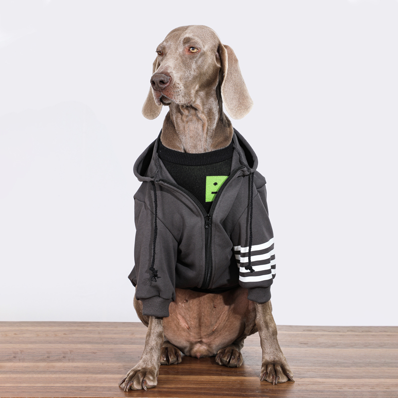 Fashionable Black Large Dog Hoodie for Autumn & Winter | Warm Labrador & Golden Retriever Coat