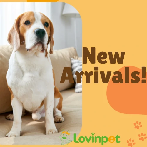 New Arrivals