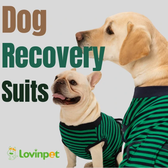 Discover comfortable and stylish dog recovery suits providing full coverage protection for post-surgery healing. Available in various sizes. Shop now at lovinpet.com!