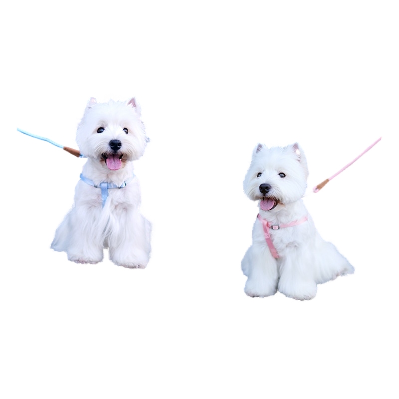 Dog hand holding rope dog leash dog chest vest strap small, medium and large dogs dog leash pet