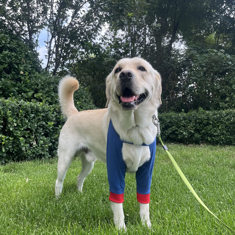 Pet knee pads large dog elbow pads leg knee pads supplies dog elbow pads joint protective cover Labrador