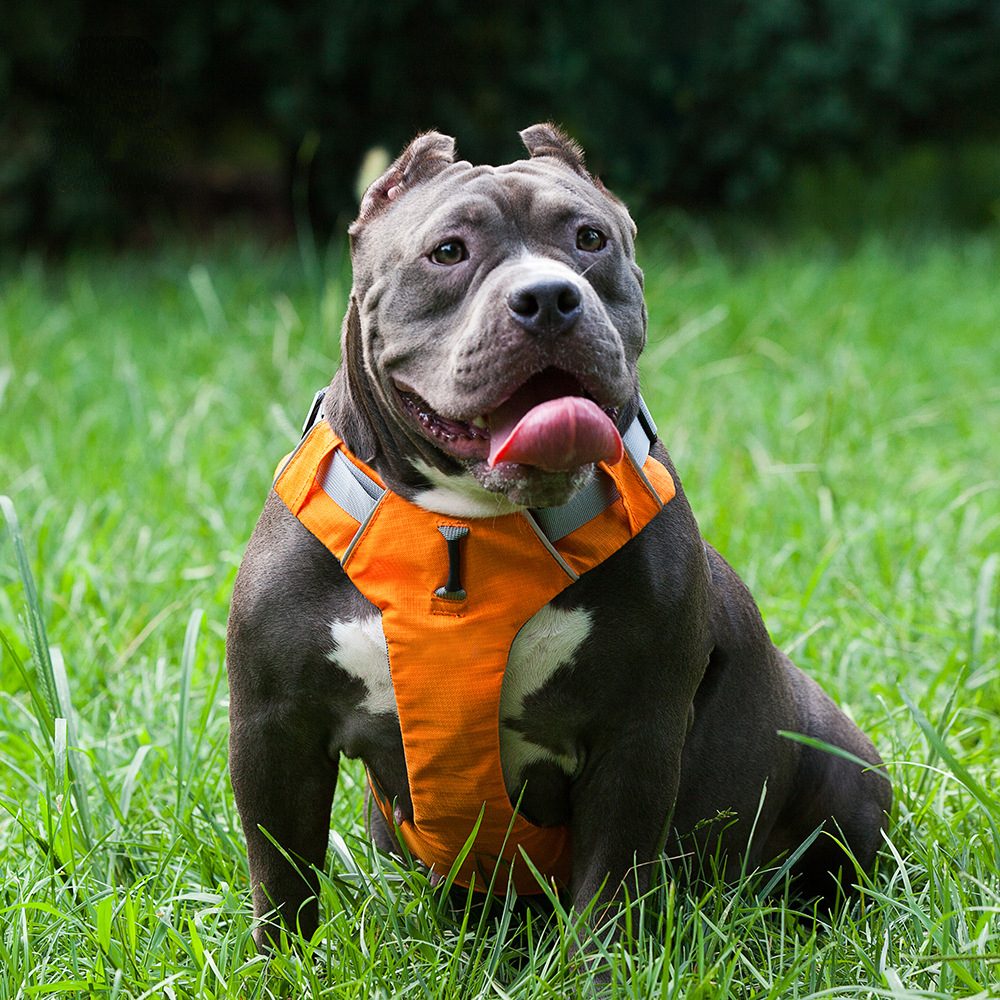 Dog's straps pet traction dog leash chest strap vest-style dog leash pet supplies