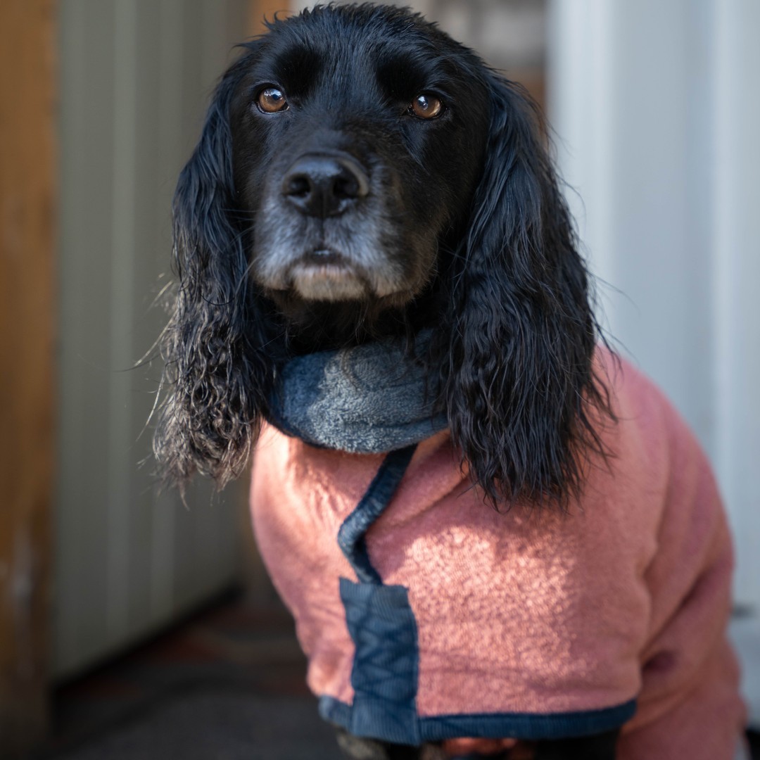 ruffandtumbledogcoats_27768942