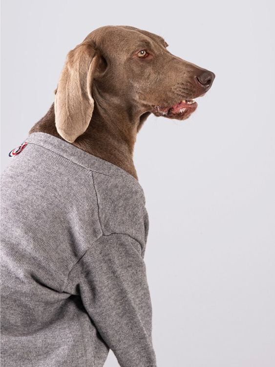 Dog clothes autumn large dog trendy brand pet cardigan labrador golden retriever cyber celebrity dog clothes autumn and winter clothing