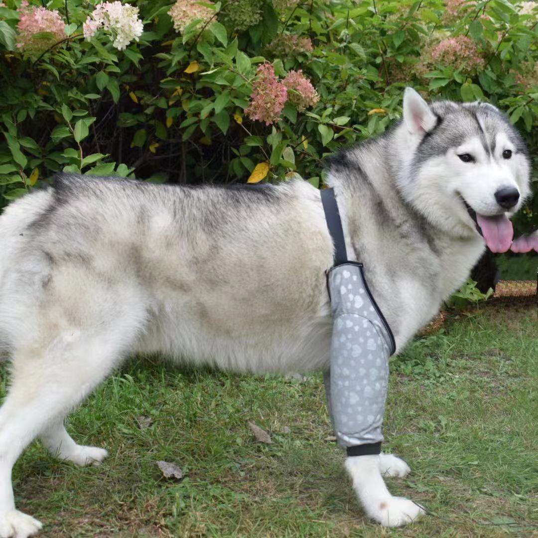 Dog Knee Suit16