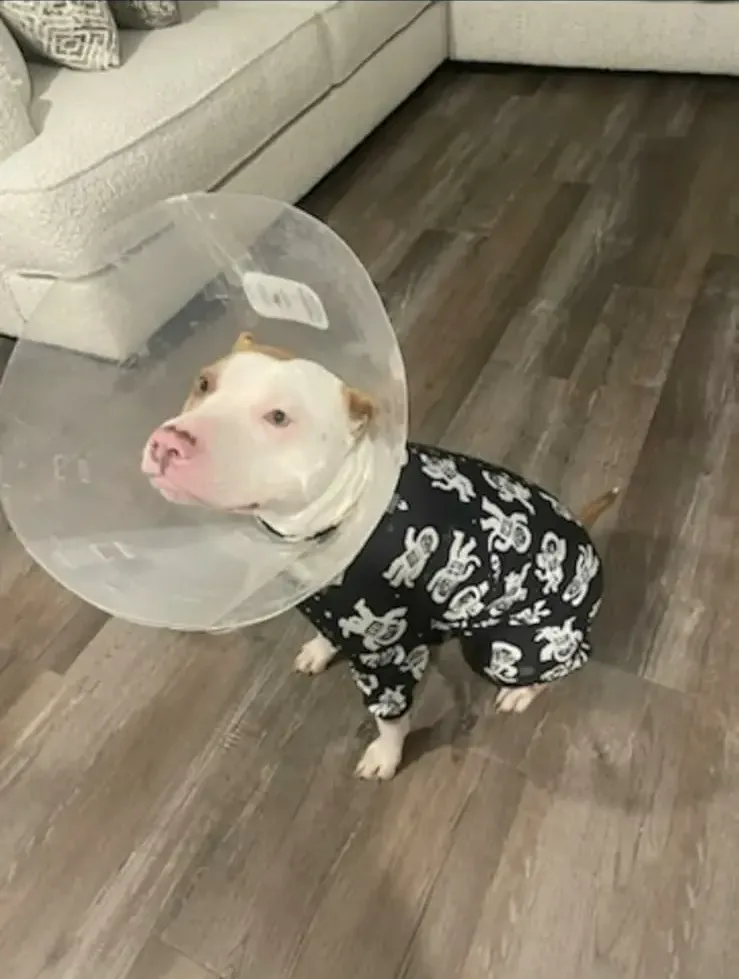 Pit bull wearing black dog pajamas with white astronaut patterns, sitting on the floor with a recovery cone.