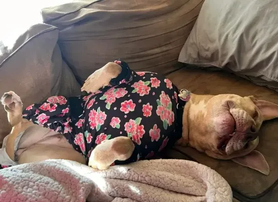 A brown pit bull lying on a couch, wearing black pajamas with a pink flower print, asleep on its back