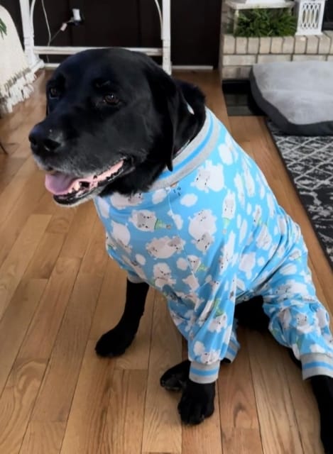 Lovinpet offers a range of comfortable and stylish pajamas for large dogs, ensuring they stay cozy all winter long.