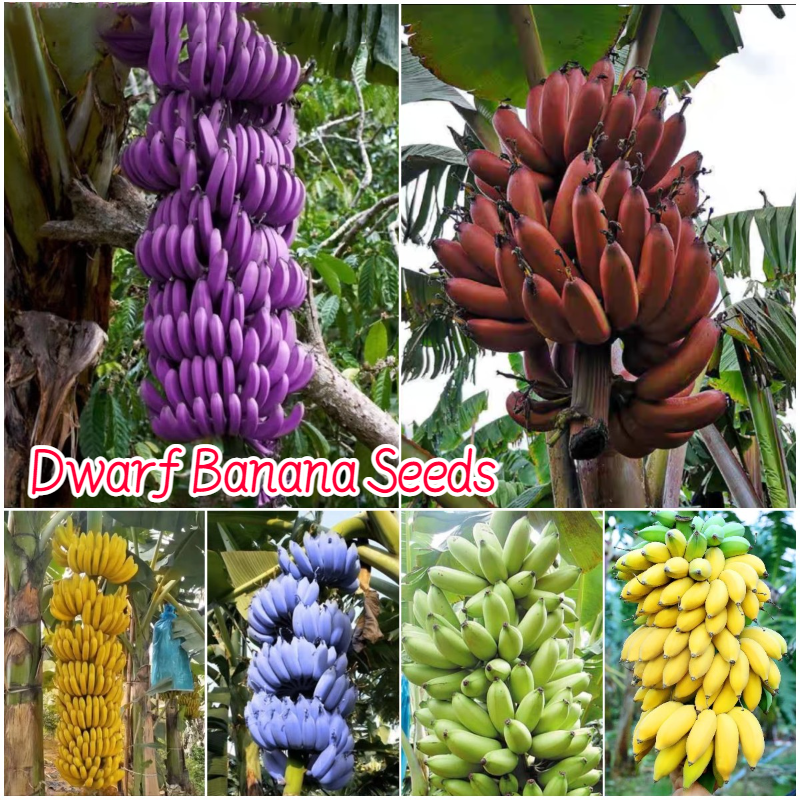Drawf Banana Seeds