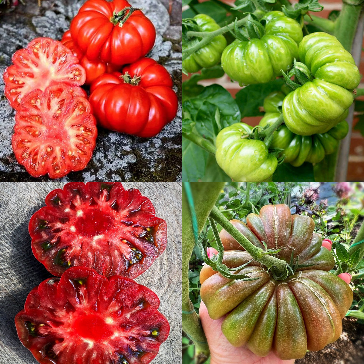 Multicolor Tomato Seeds-No Gmo
