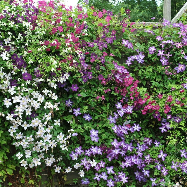 Clematis Flower Seeds Perennial Vines Climbing Clematis Plant Seed