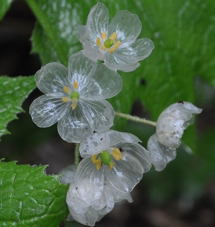 Skeleton Flower