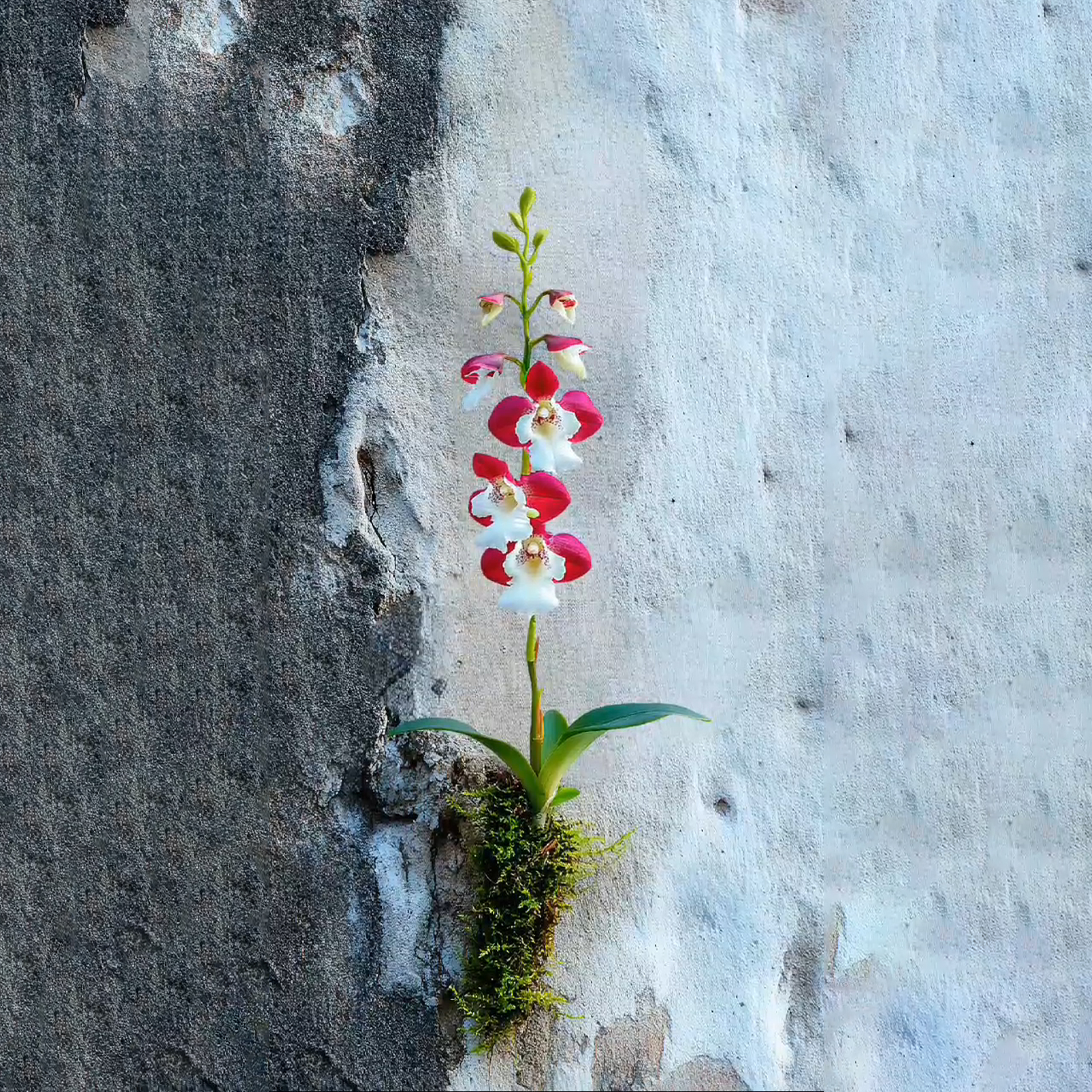 Red Cherry Bellflower Orchid Rare Plant Seeds🌼