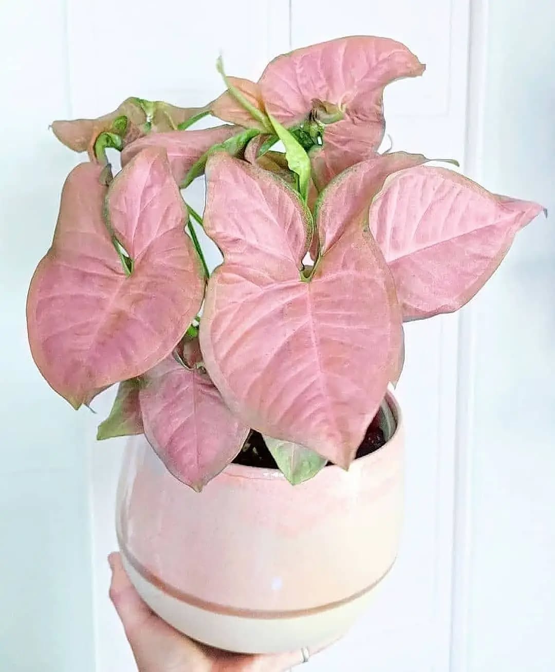 Pastel Green Fairy Cuprea Araceae Rare Plant Seeds 🌿