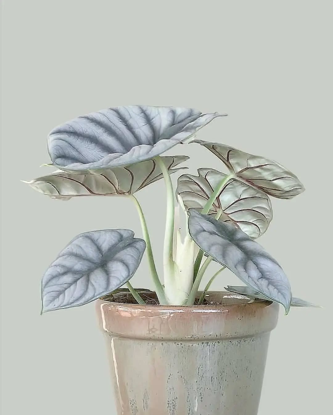 Bluish Grey Butterfly Fairy Cuprea Araceae Rare Plant Seeds 🌿