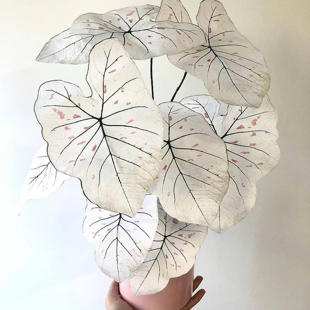 White pink Transparent Butterfly Fairy Cuprea Araceae Rare Plant Seeds🌿