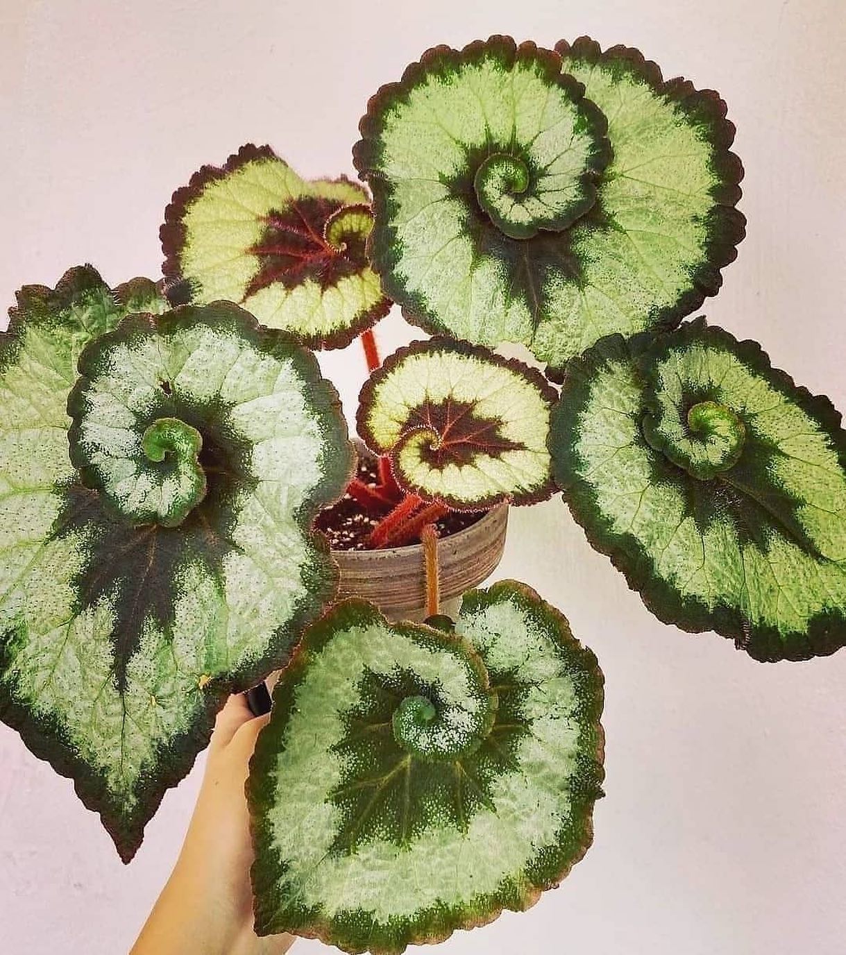 Snail Spiral Fairy Cuprea Araceae Rare Plant Seeds 🌿