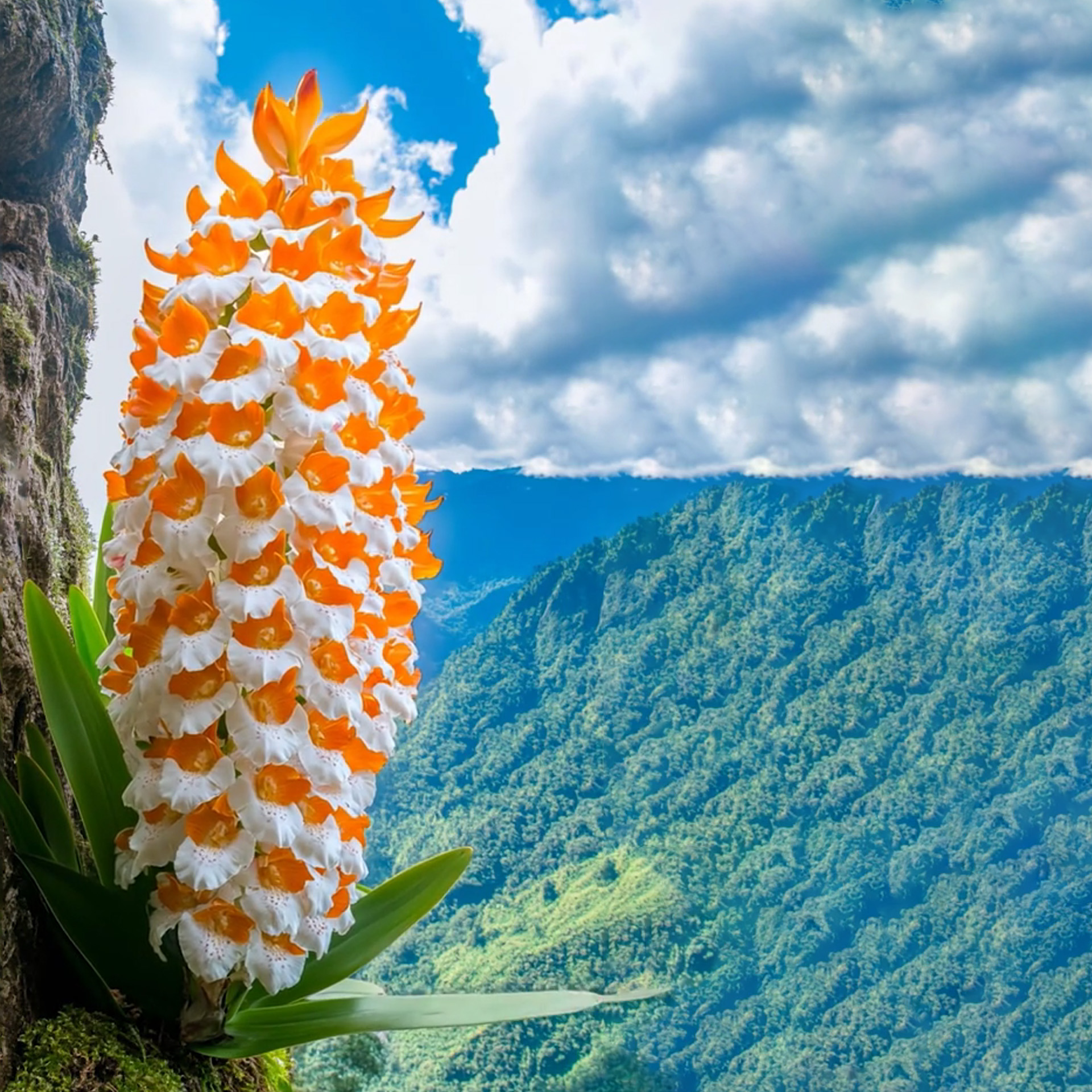  Cliffs Of White Orange Torches Orchids Plant Seeds🌼