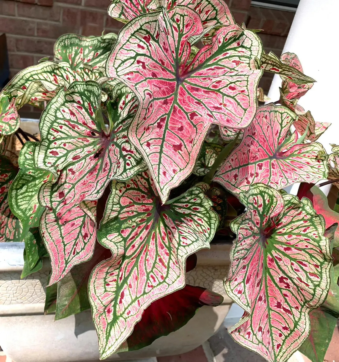 [Copy]Transparent Butterfly Fairy Cuprea Araceae Plant Seeds 🌿