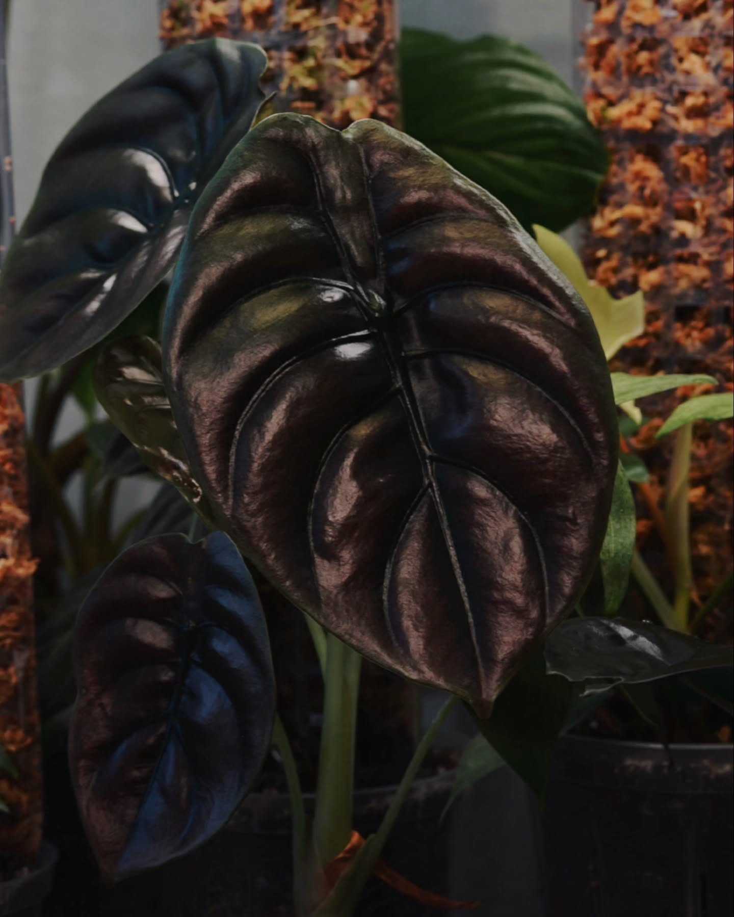 Round Leaves Red Alocasia Cuprea Araceae Rare Plant Seeds 🌿