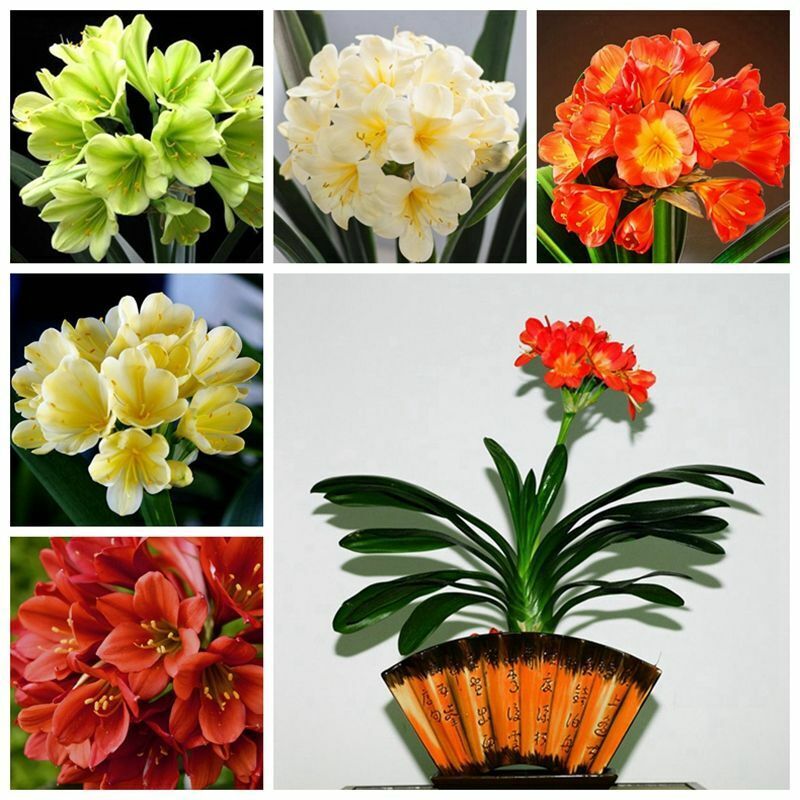 5 Clivia Seeds Kaffir Lily Clivia Miniata Garden Flowers Seed
