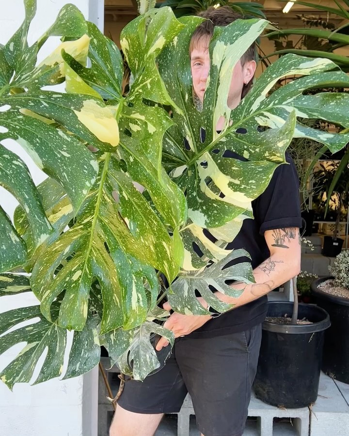 Monstera Thai Constellation Araceae Plant Seeds 🌿