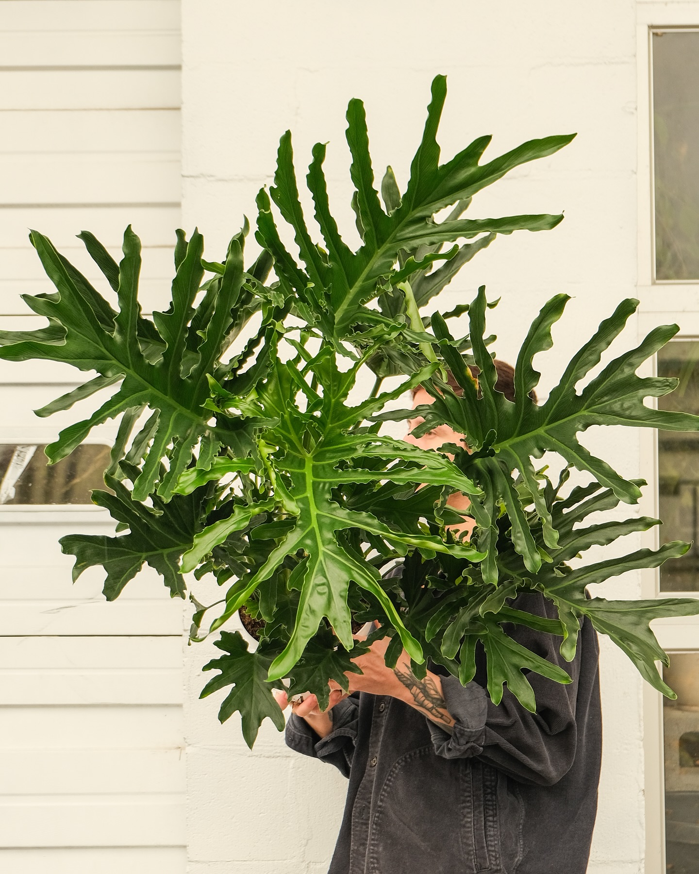 Snowflake Leaf Philodendron Araceae Plant Seeds 🌿