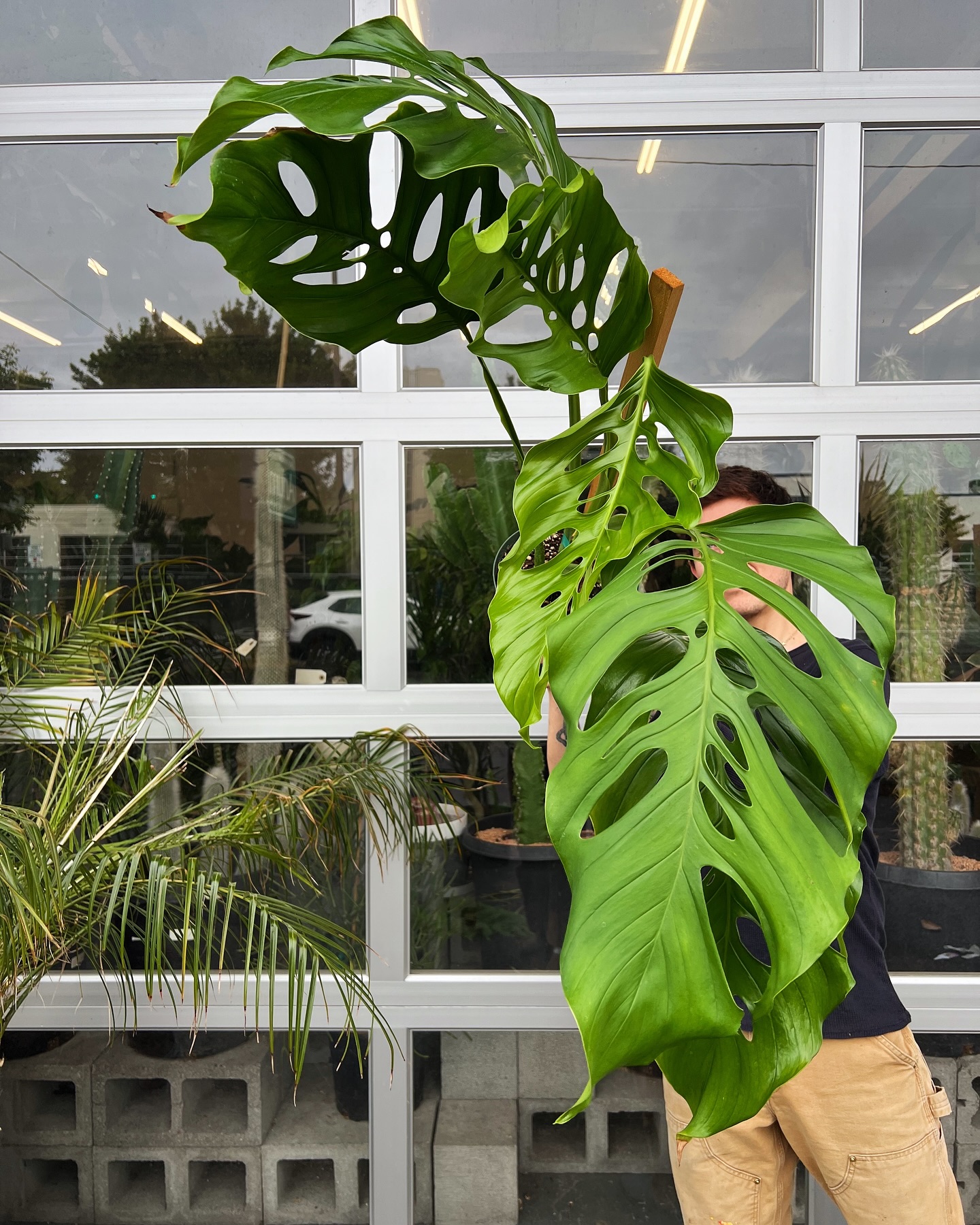 Monstera adansonii Araceae Plant Seeds 🌿