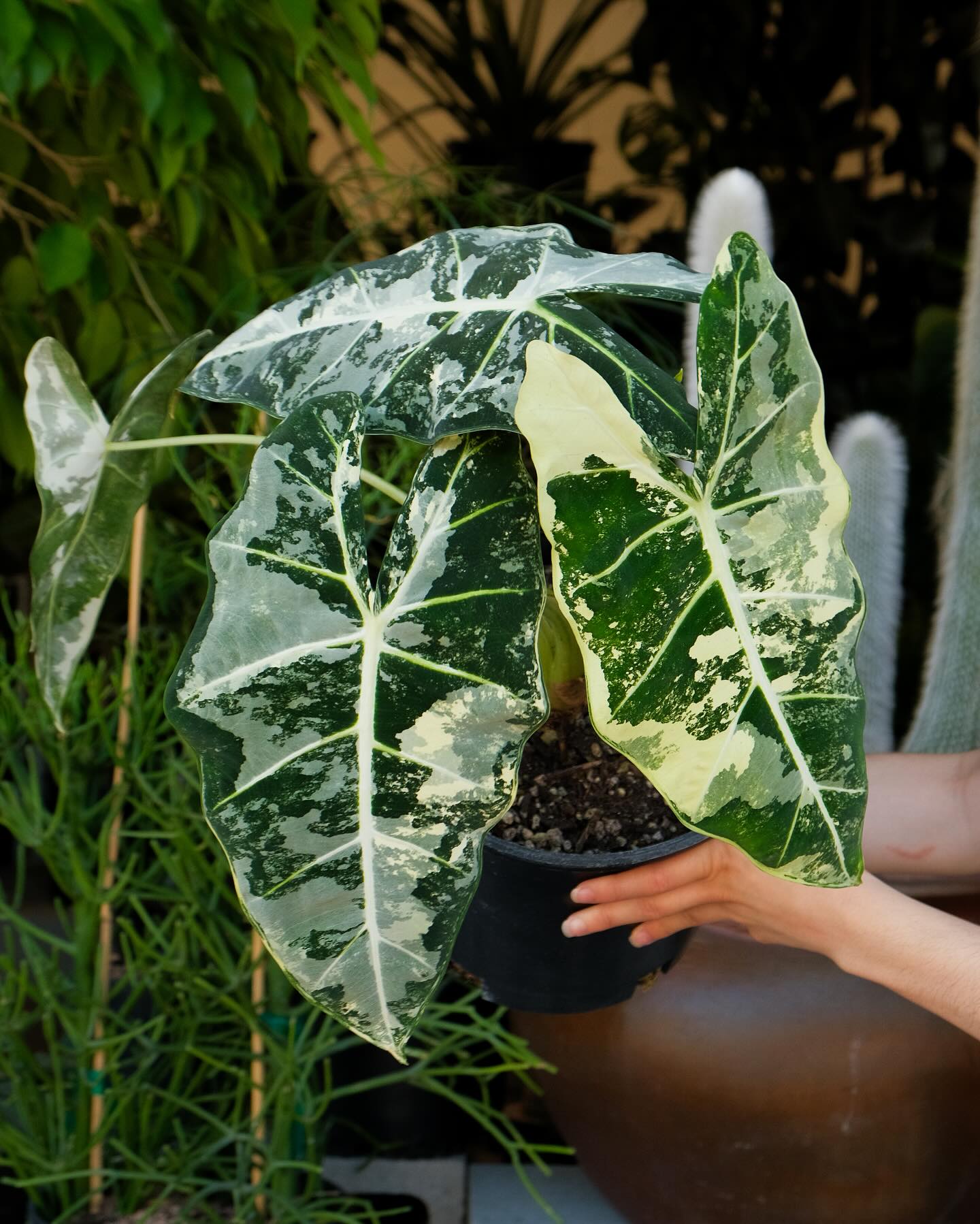 Alocasia Frydek Variegata Araceae Plant Seeds 🌿