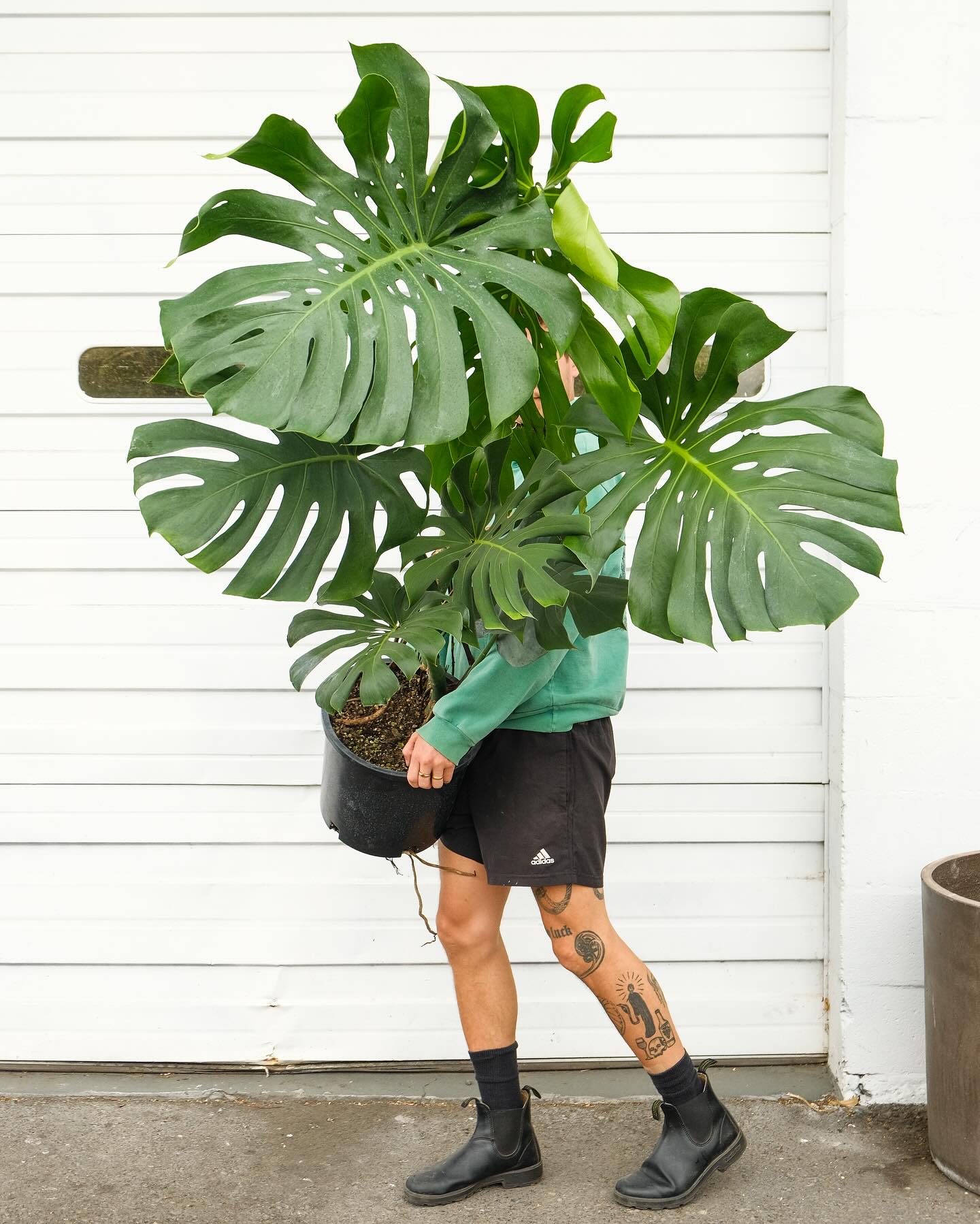 Giant Turtle Back Araceae plant -  Seeds-25 Pcs 🌿
