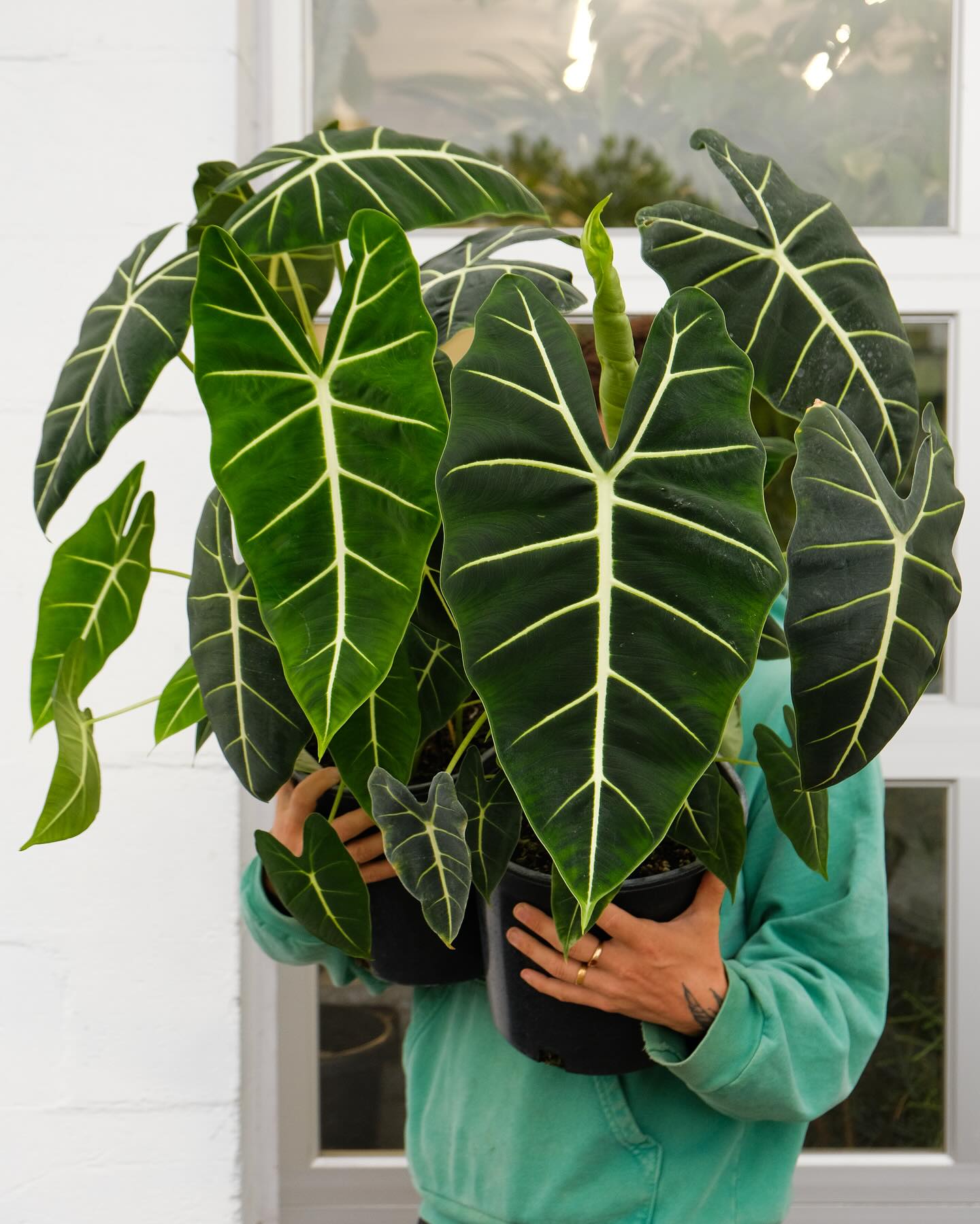 Velvet Elvis Elephant Ear -  Seeds-25 Pcs 🌿