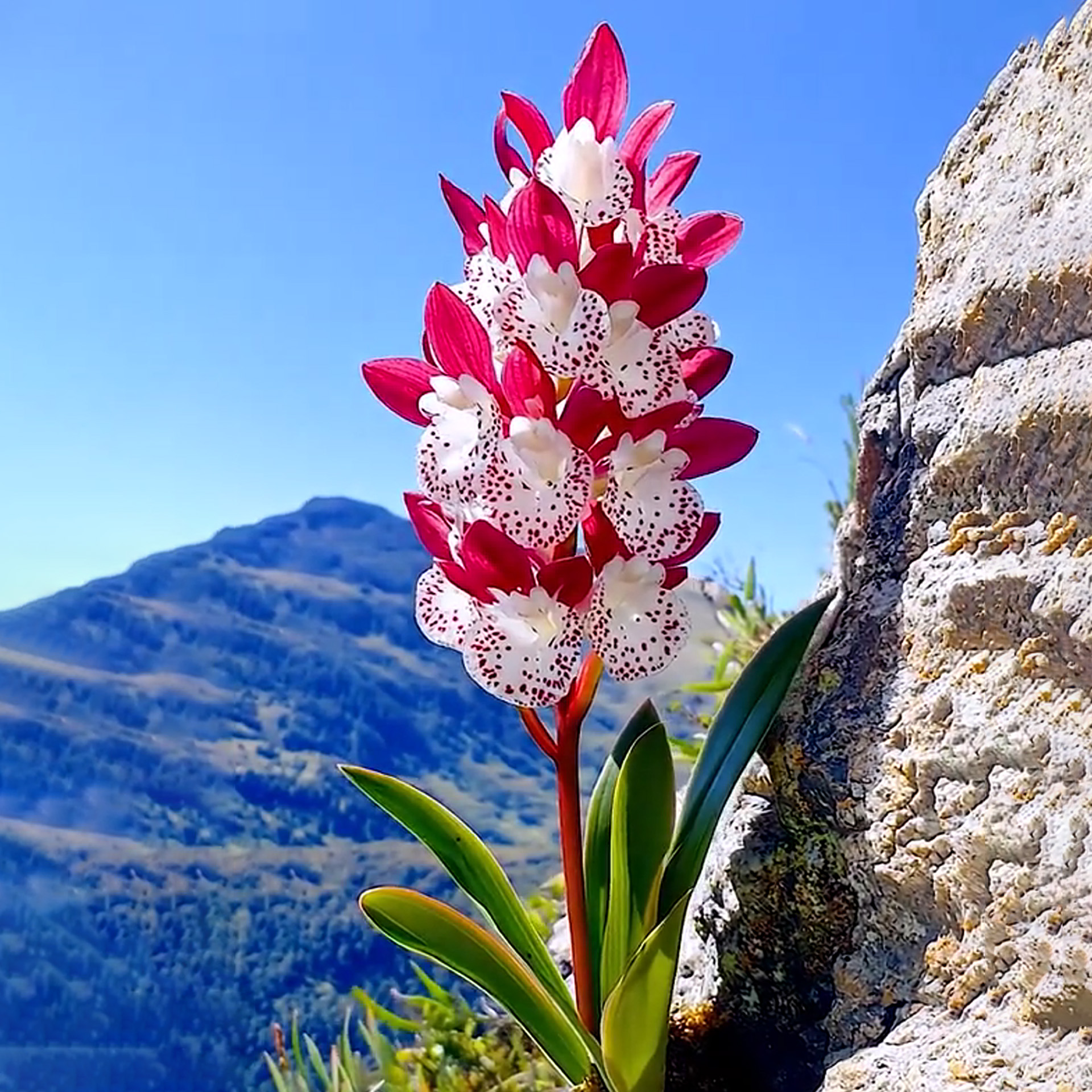 Firebell Orchid Plant Seeds🌼