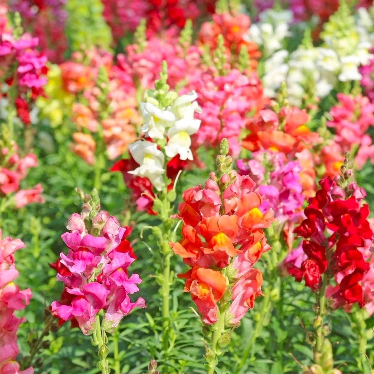 Snapdragon's Skull Flower Custom Mix Seeds