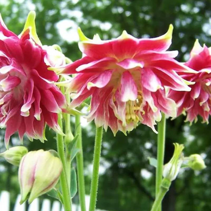 Nora Barlow Columbine Aquilegia Caerulea Flower Seeds