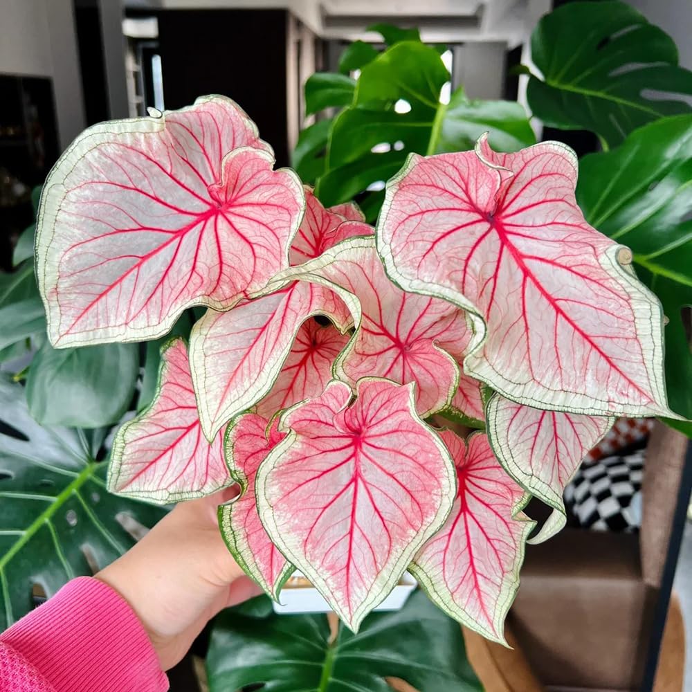 Transparent Butterfly Fairy Cuprea Araceae Rare Plant Seeds 🌿