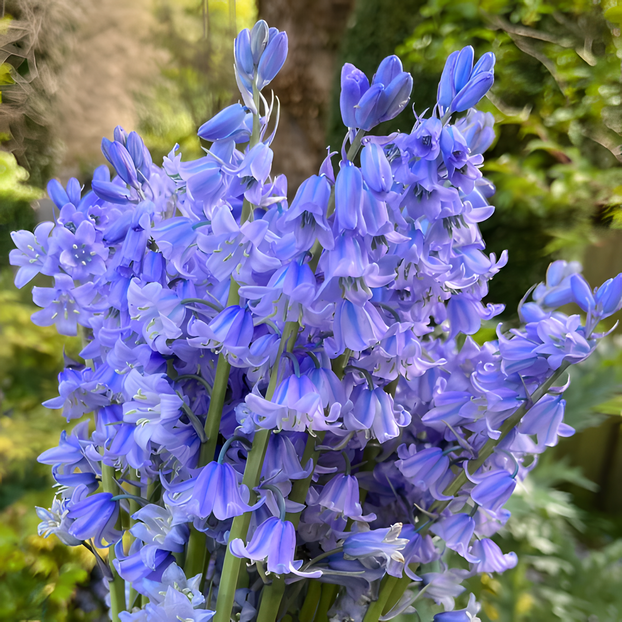 🧚‍♂️🔔Bluebell—The Lucky Bell Of Fairies