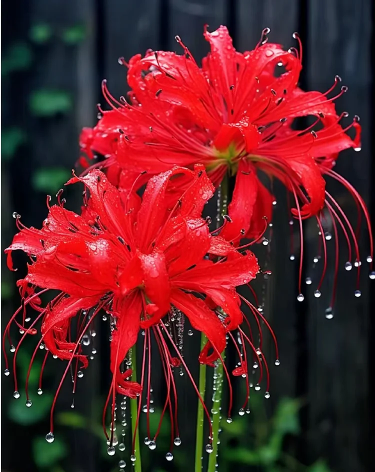 Higanbana Spider Lily Equinox Flower Bulbs