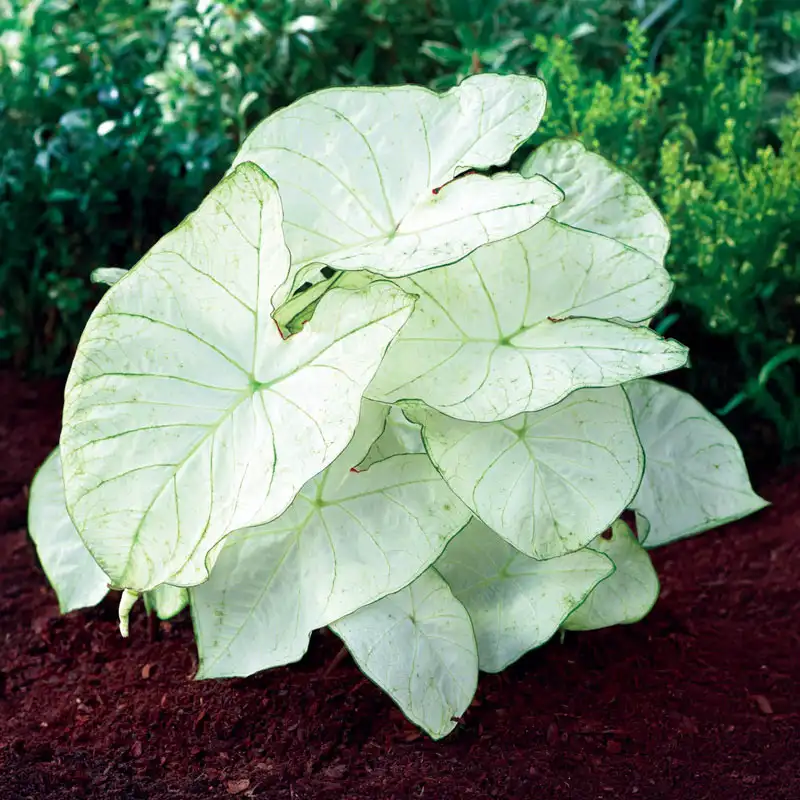 moonlight Transparent Butterfly Fairy Cuprea Araceae Rare Plant Seeds 🌿