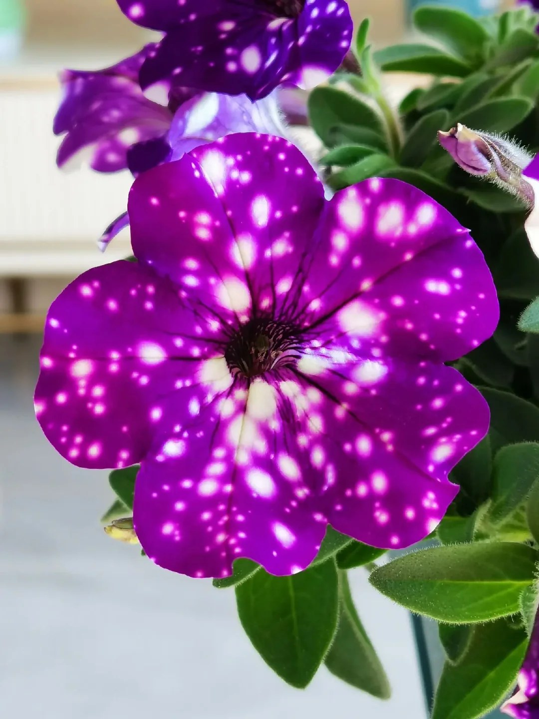 50/100Pcs 'Night Sky' Petunia Seeds