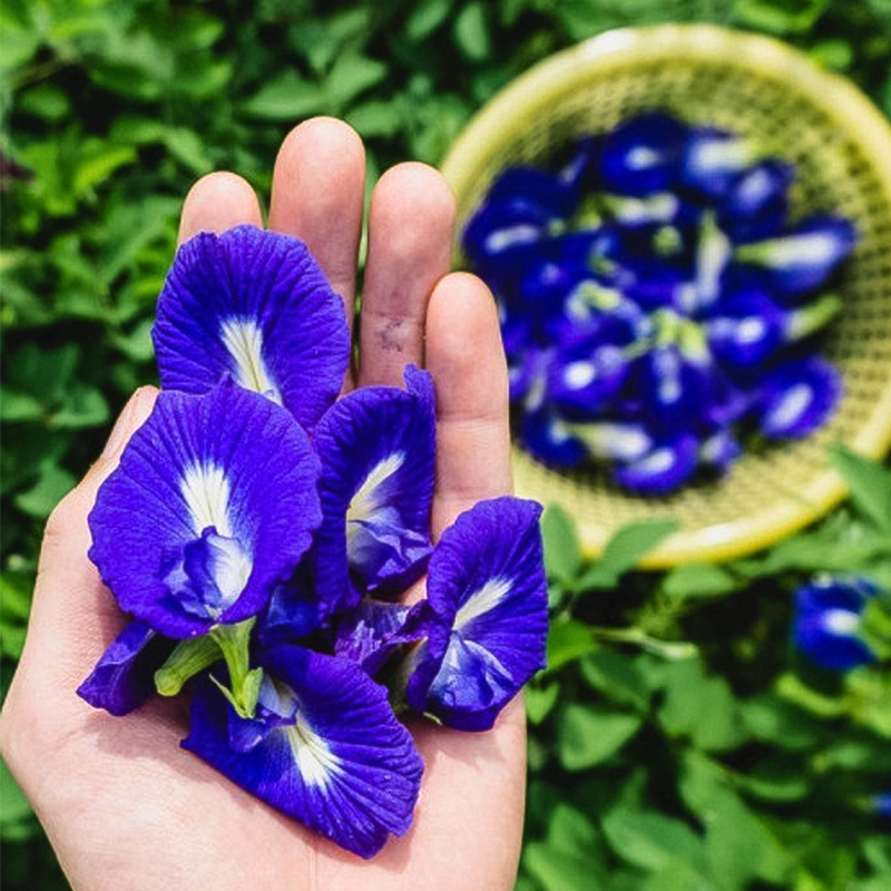 Blue Butterfly Pea Seeds Garden Flowers Clitoria Ternatea Vine Organic
