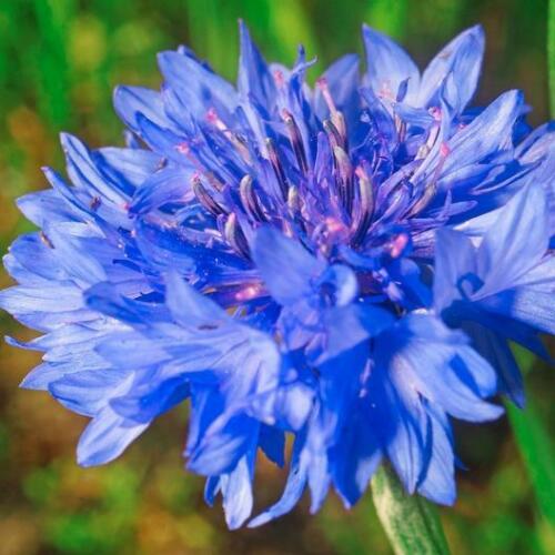 💙Cornflower 50/100 Seeds