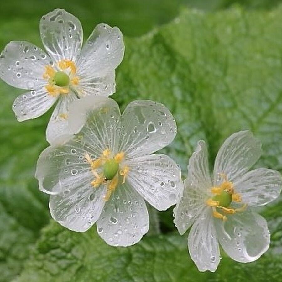 Skeleton Flower