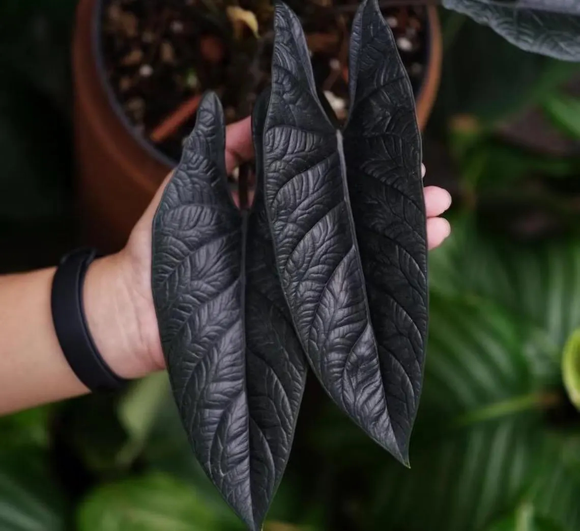 Black Goth Cuprea Araceae Plant Seeds 🌿