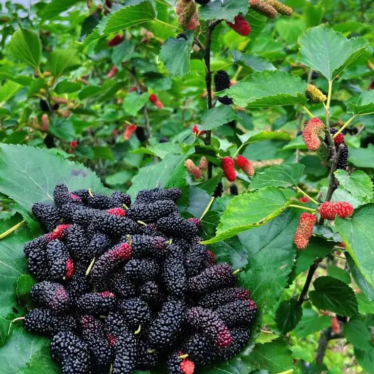 Black Mulberry Seeds