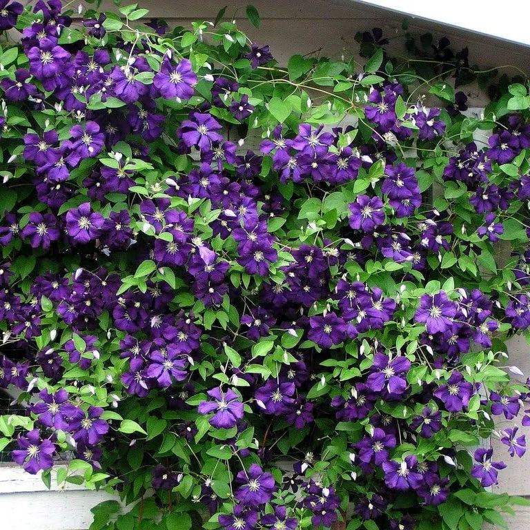 50Pcs Clematis Flower Seeds Perennial Vines Climbing Clematis Plant Seed Garden Decoration