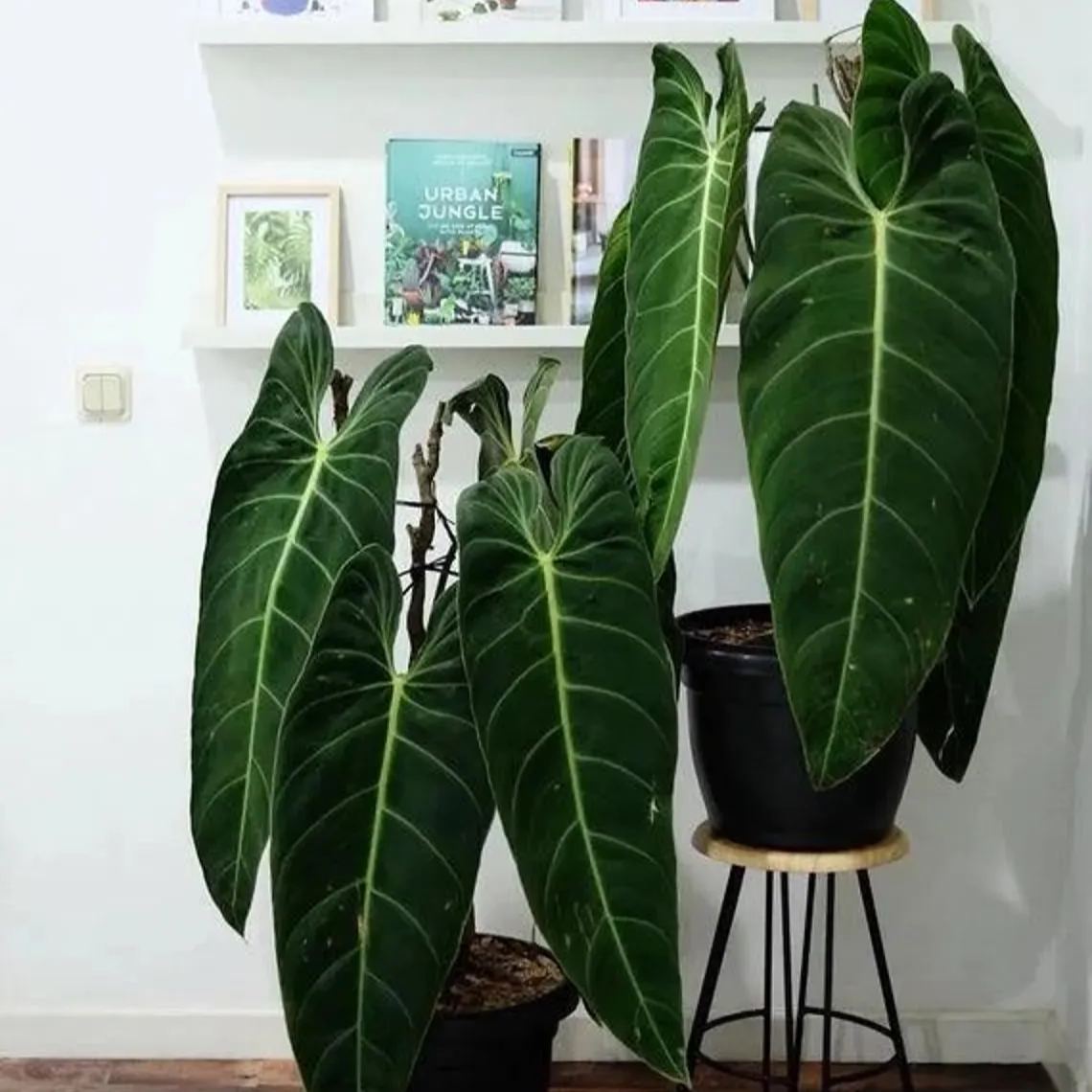 Philodendron Burle-Marxiit Seeds 🌿