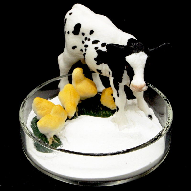 Food Additives Best Price CAS 7789-77-7 Dicalcium Phosphate Dihydrate Powder in Stock